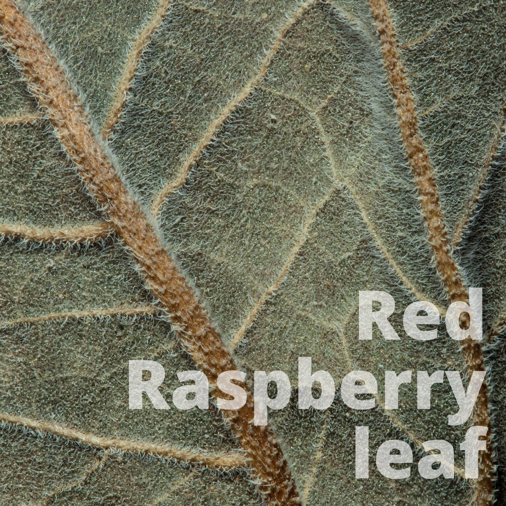 Red Raspberry Leaf (2oz)